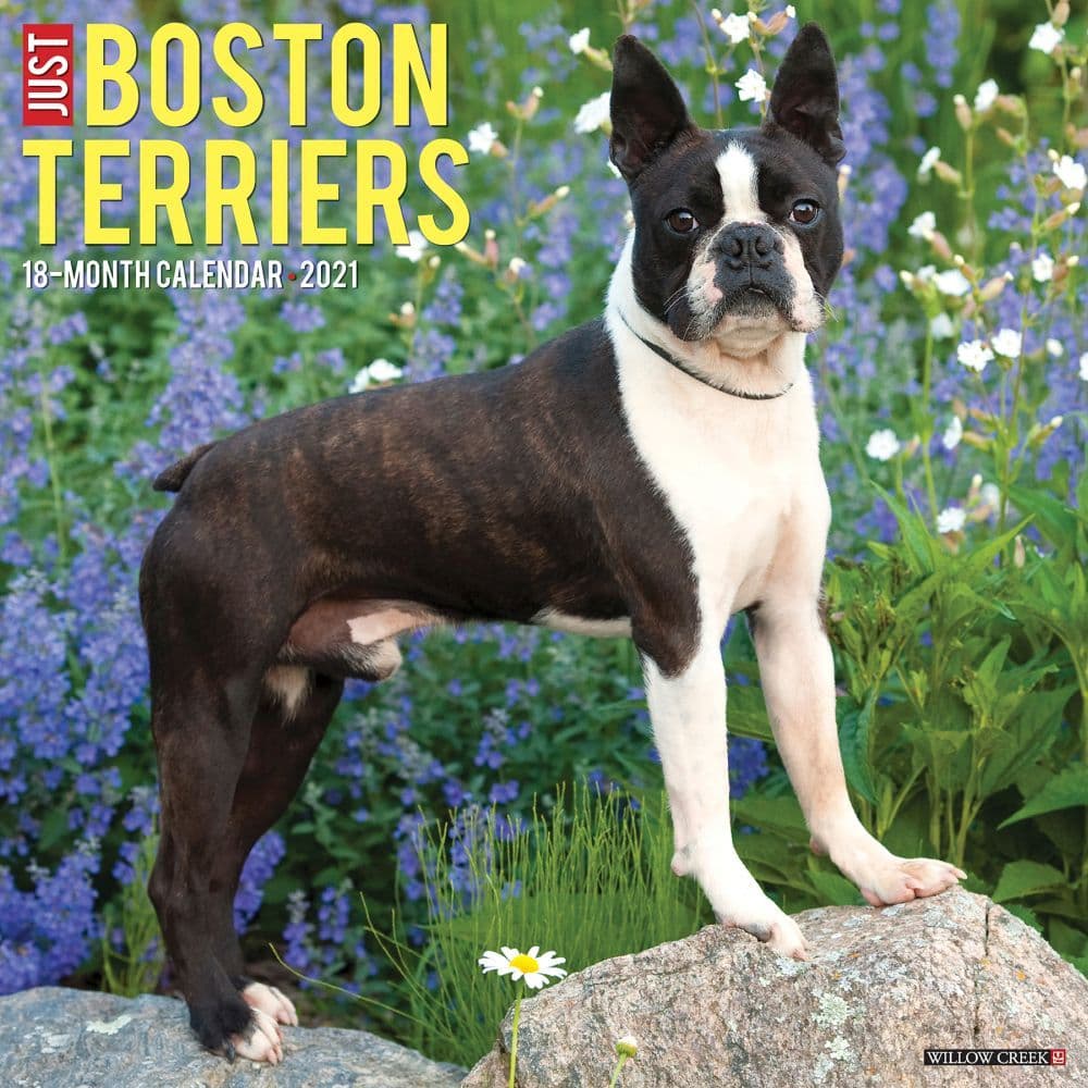Just Boston Terriers Wall Calendar