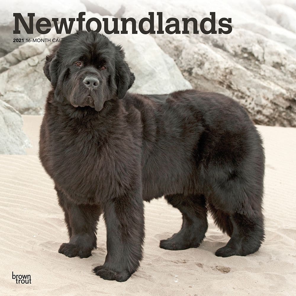 Newfoundlands Wall Calendar