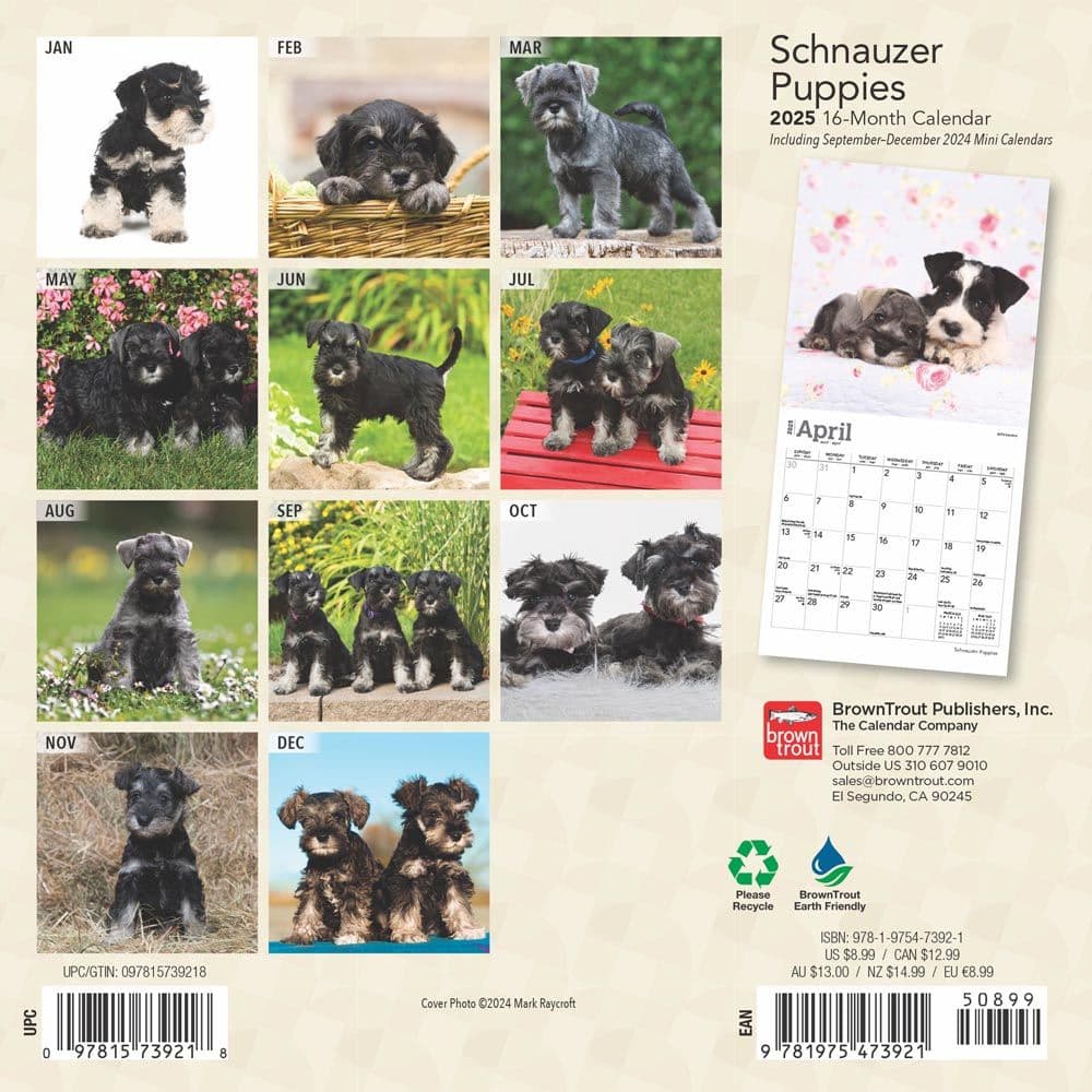 Schnauzer Puppies 2025 Mini Wall Calendar First Alternate Image width=&quot;1000&quot; height=&quot;1000&quot;