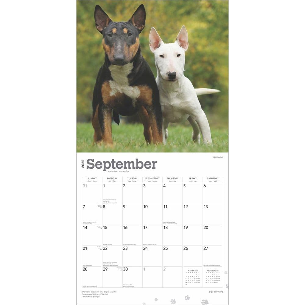 Bull Terriers 2025 Wall Calendar Third  Alternate Image