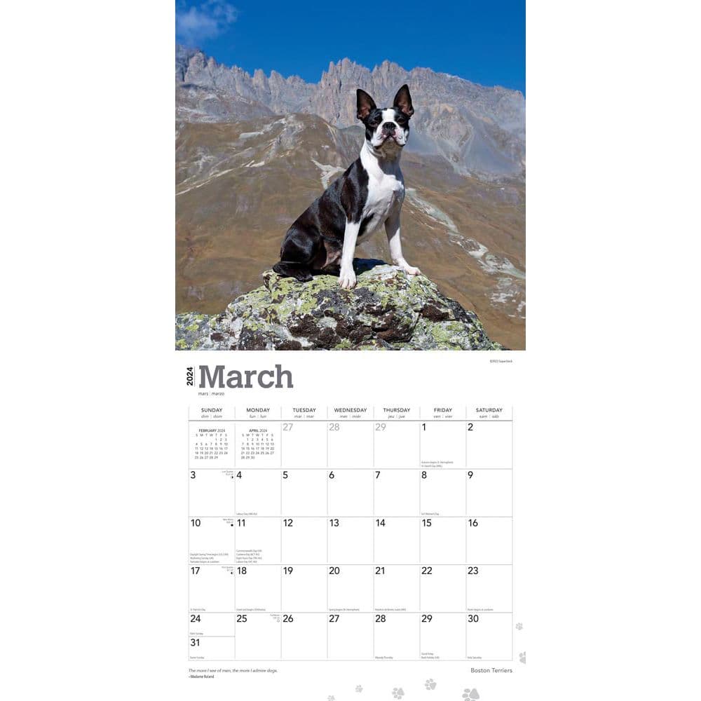 Boston Terriers 2024 Wall Calendar Second Alternate Image width=&quot;1000&quot; height=&quot;1000&quot;