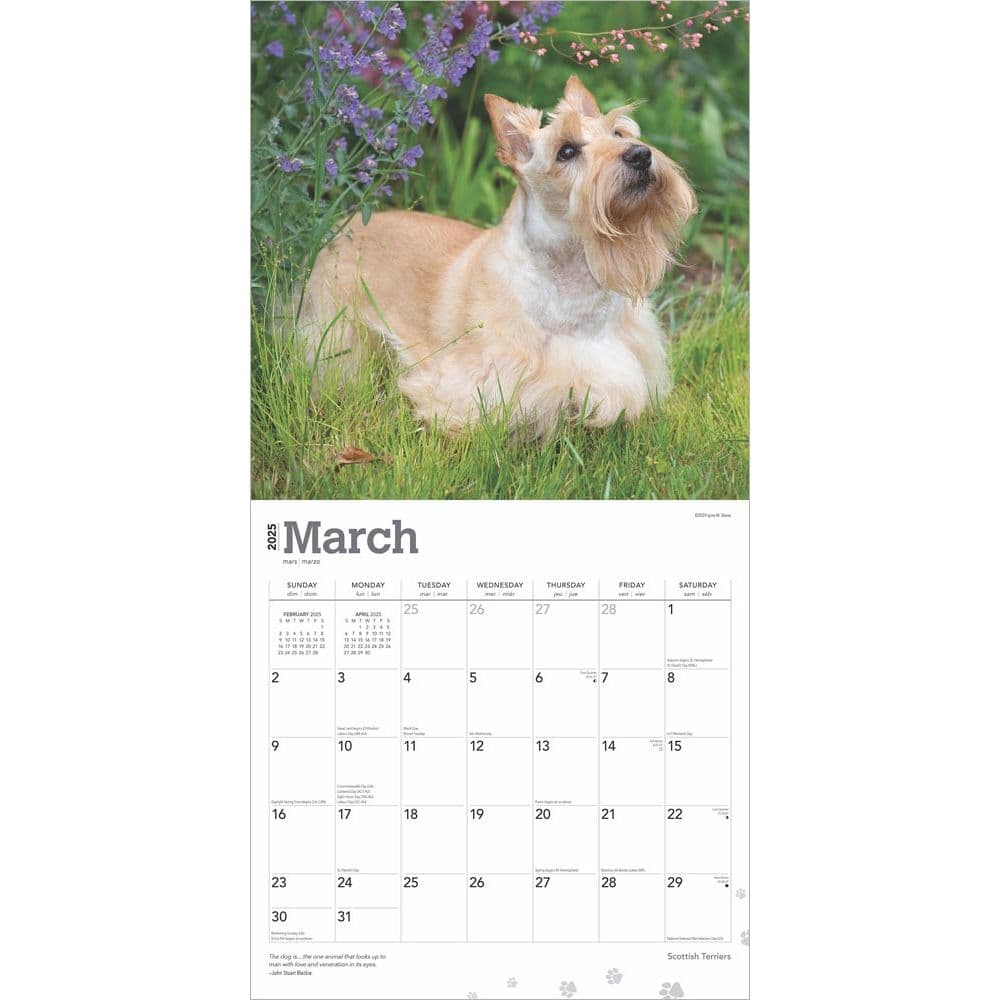 Scottish Terriers 2025 Wall Calendar Second Alternate Images