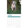 image Australian Shepherd Puppies 2025 Wall Calendar Second Alternate Image width="1000" height="1000"