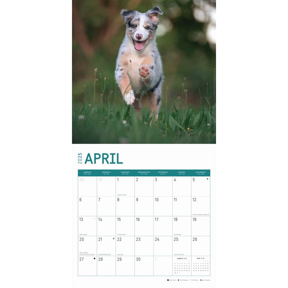 Australian Shepherd Puppies 2025 Wall Calendar Second Alternate Image width="1000" height="1000"