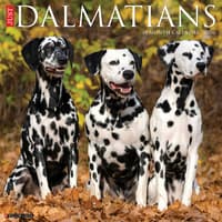 image Just Dalmatians 2026 Wall Calendar Main Image