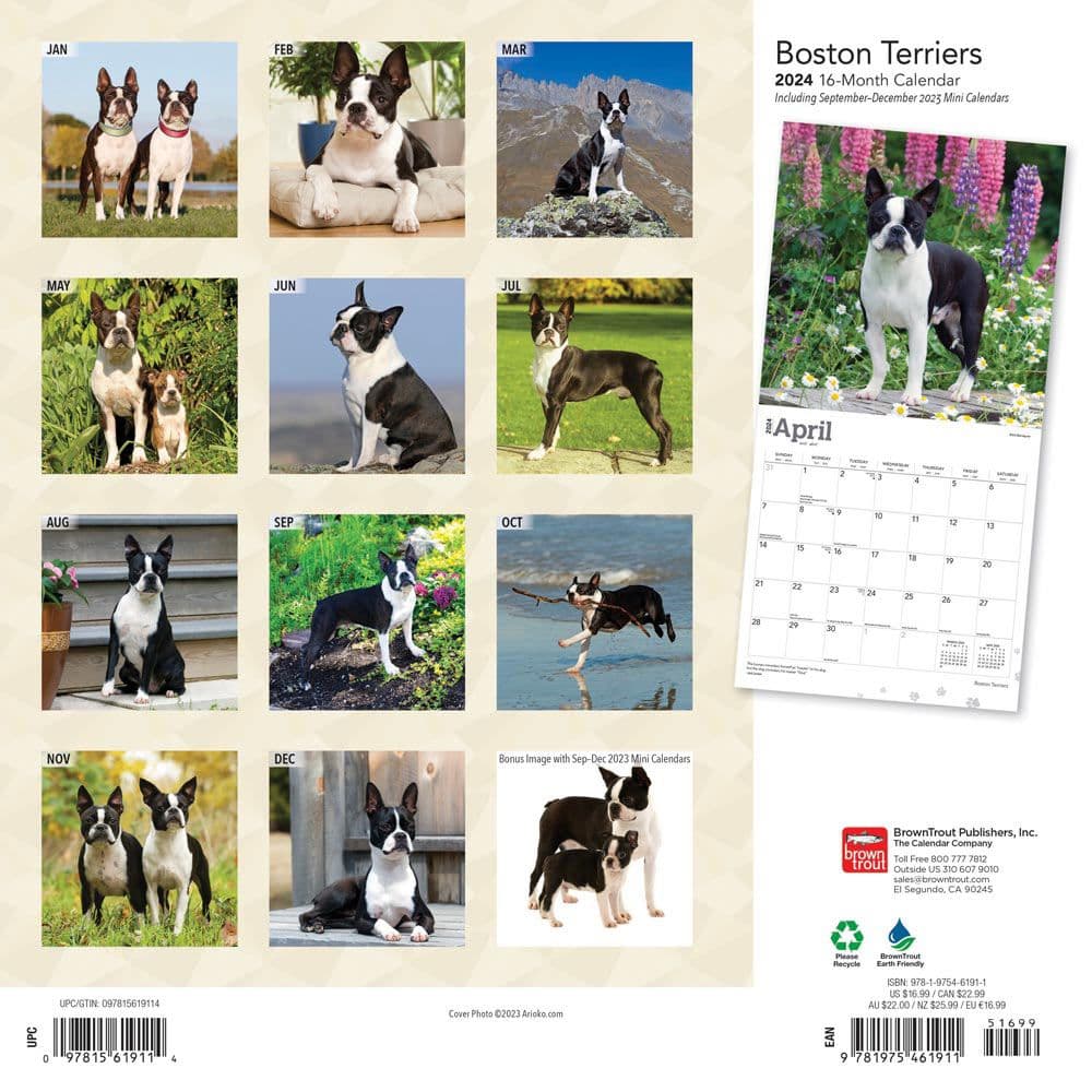 Boston Terriers 2024 Wall Calendar