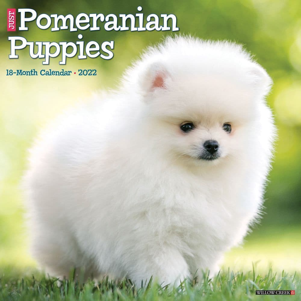 Pomeranian Puppies 2022 Wall Calendar