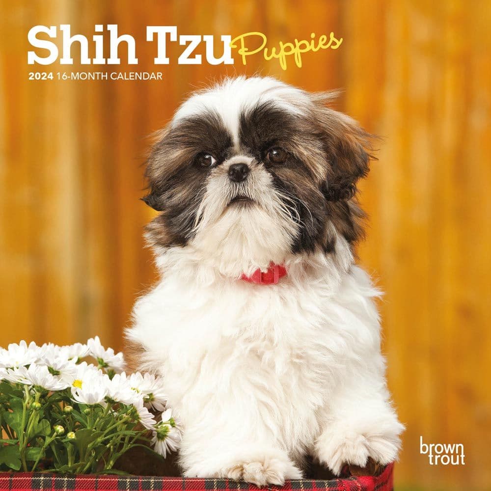 Shih Tzu Puppies 2024 Mini Wall Calendar Main Image