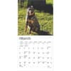 image Blue Heelers 2025 Mini Wall Calendar