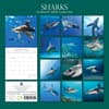 image Sharks 2024 Wall Calendar First Alternate Image width=&quot;1000&quot; height=&quot;1000&quot;