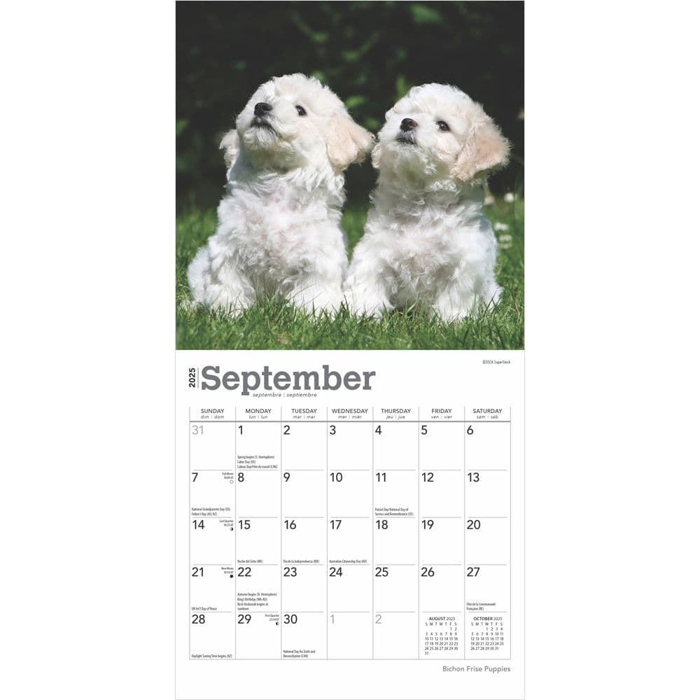 Bichon Frise Puppies 2025 Mini Wall Calendar Third Alternate Image width=&quot;1000&quot; height=&quot;1000&quot;