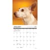 image Chihuahua Rules 2026 Mini Wall Calendar Second Alternate Image
