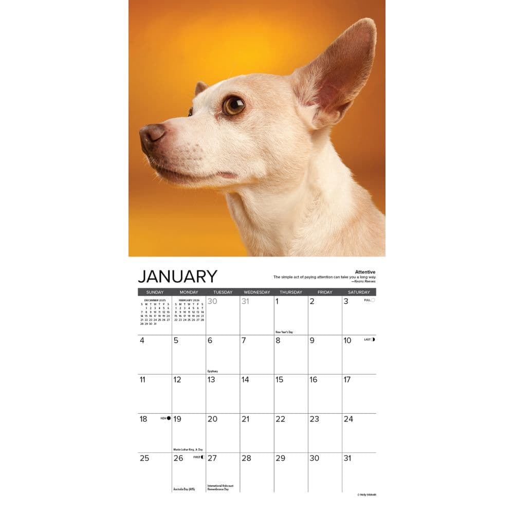 Chihuahua Rules 2026 Mini Wall Calendar Second Alternate Image