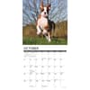 image Just 2025 Boxer Puppies 2025 Wall Calendar Second Alternate Image width="1000" height="1000"