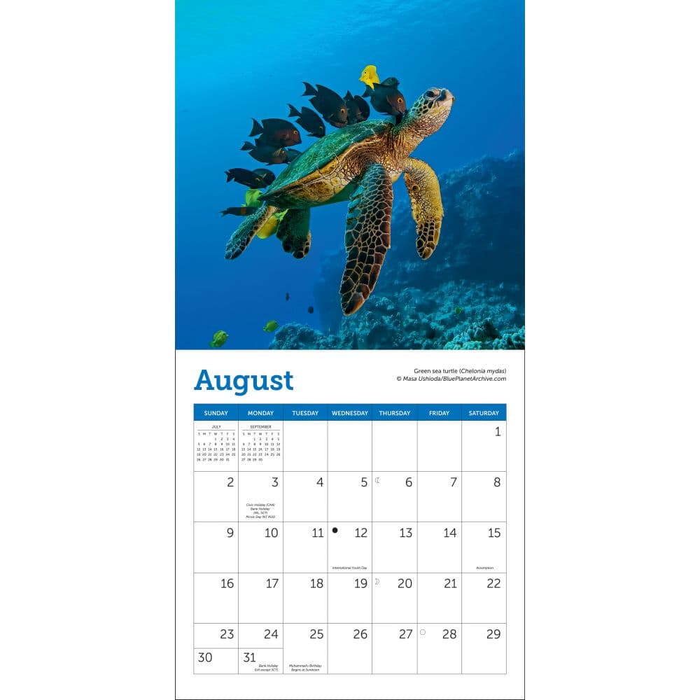 Sea Turtles 2026 Mini Wall Calendar Third Alternate Image