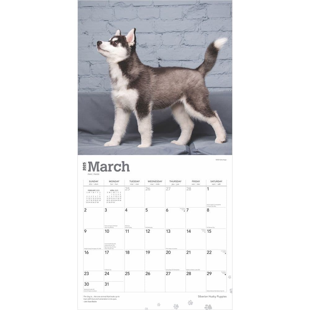 Siberian Husky Puppies 2025 Wall Calendar