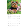 image Just Yorkies 2026 Wall Calendar Third Alternate Image