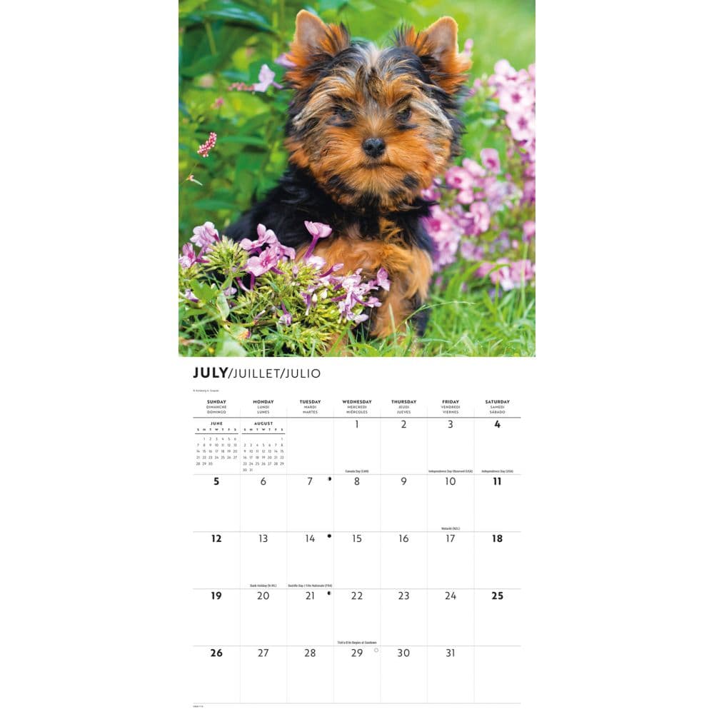 Just Yorkies 2026 Wall Calendar Third Alternate Image