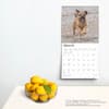 image Border Terriers 2025 Wall Calendar Fourth Alternate Image width=&quot;1000&quot; height=&quot;1000&quot;