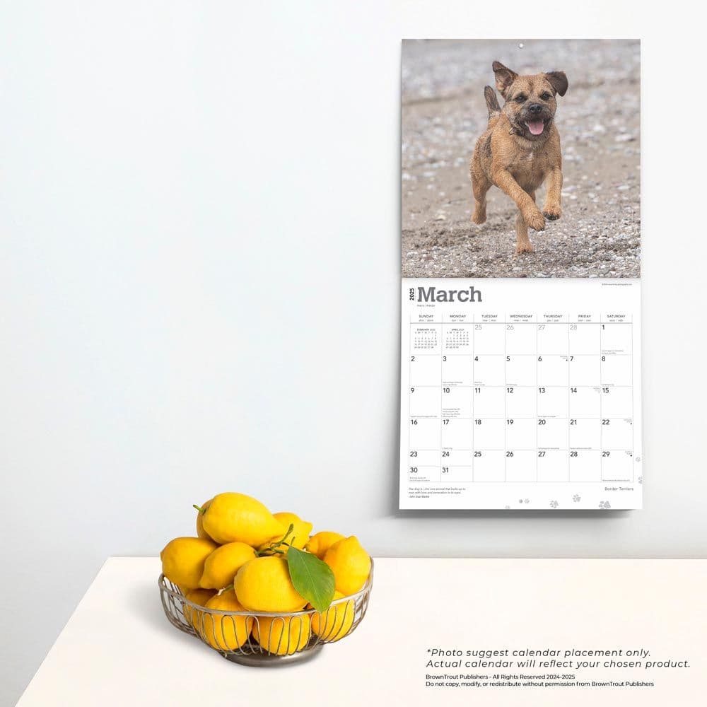 Border Terriers 2025 Wall Calendar Fourth Alternate Image width=&quot;1000&quot; height=&quot;1000&quot;