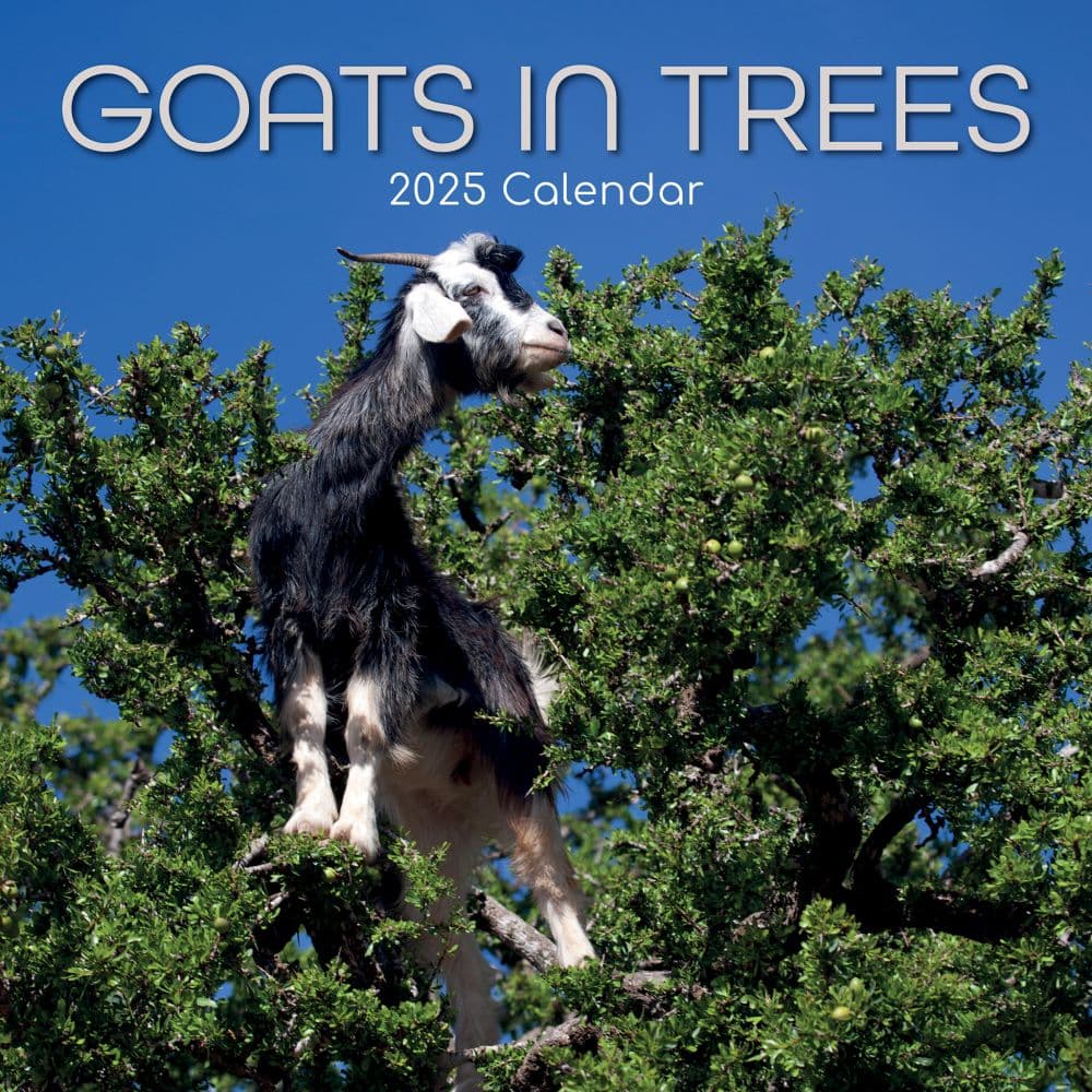 Goats in Trees 2025 Wall Calendar Main Product Image width=&quot;1000&quot; height=&quot;1000&quot;