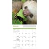 image Sloths 2025 Mini Wall Calendar Second Alternate Image width="1000" height="1000"