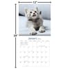 image Curious Kittens 2026 Wall Calendar_ALT5