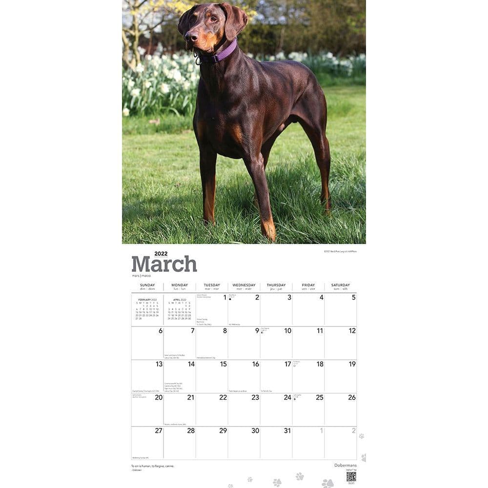 Dobermans 2022 Wall Calendar - Calendars.com