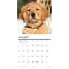 image Just Golden Puppies 2025 Wall Calendar Second Alternate Image width="1000" height="1000"