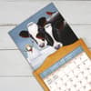 image Cows Cows Cows Special Edition 2027 Wall Calendar Seventh Alternate Image
