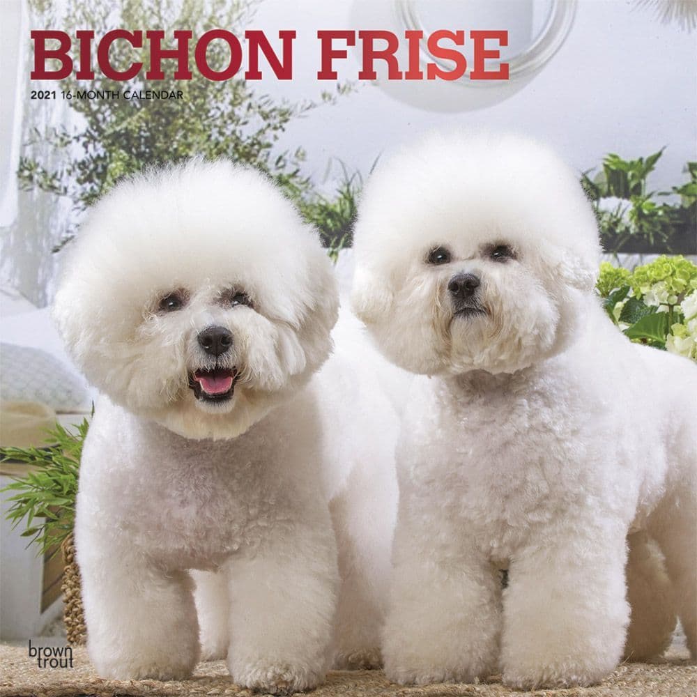 Bichon Frise Wall Calendar Calendars Com