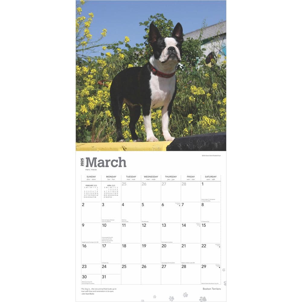 Boston Terriers 2025 Wall Calendar