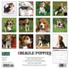 image Just Beagle Puppies 2024 Wall Calendar Alternate Image 1