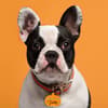 image Tricks For Treats Pet Collar Charm