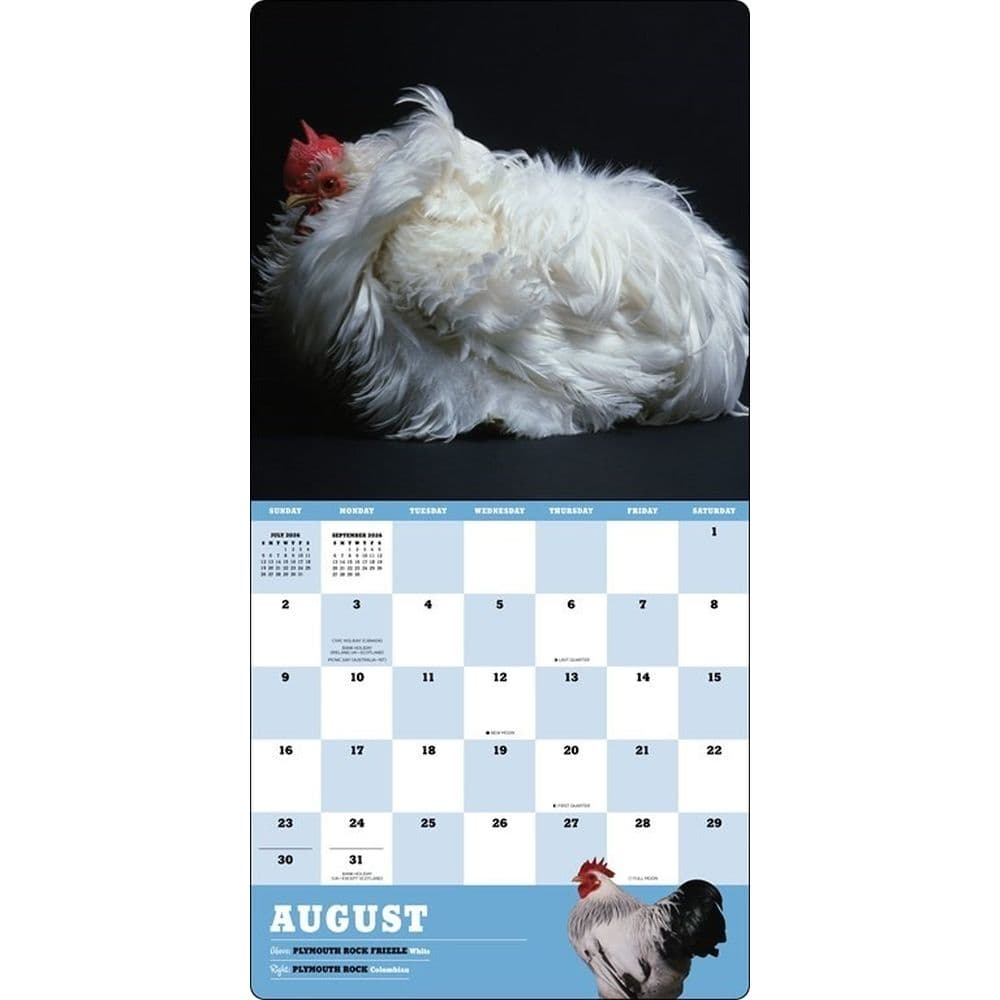Extraordinary Chickens 2026 Wall Calendar Fourth Alternate Image