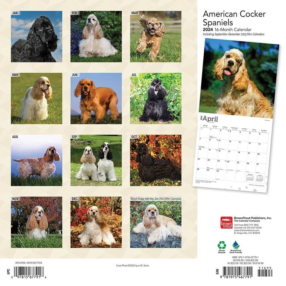 American Cocker Spaniels 2024 Wall Calendar First Alternate Image width=&quot;1000&quot; height=&quot;1000&quot;