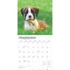 image Boxer Puppies 2025 Wall Calendar Second Alternate Image width=&quot;1000&quot; height=&quot;1000&quot;