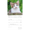 image Kittens I Love 2026 Wall Calendar Second Alternate Image