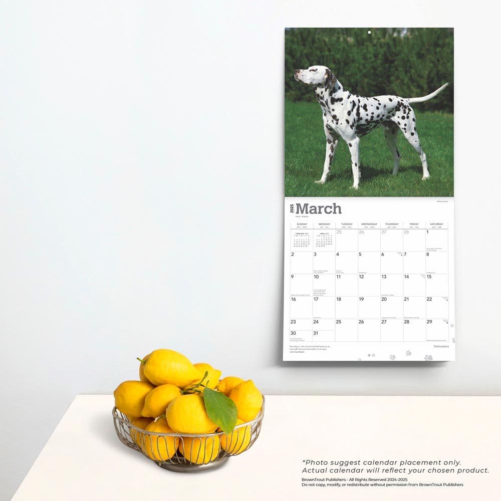 Dalmatians 2025 Wall Calendar Fourth Alternate Image