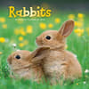 image Rabbits 2025 Wall Calendar  Main Image