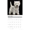image Just Westies 2026 Wall Calendar Second Alternate 