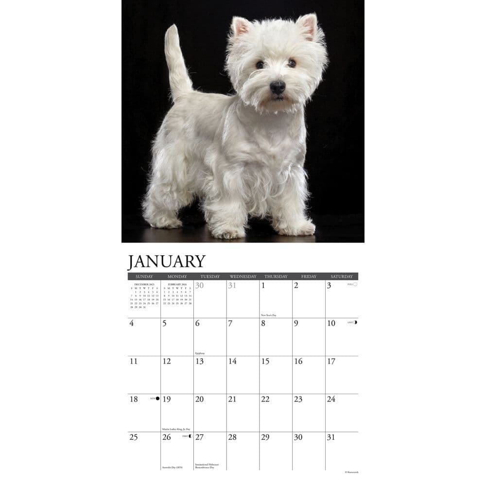 Just Westies 2026 Wall Calendar Second Alternate 