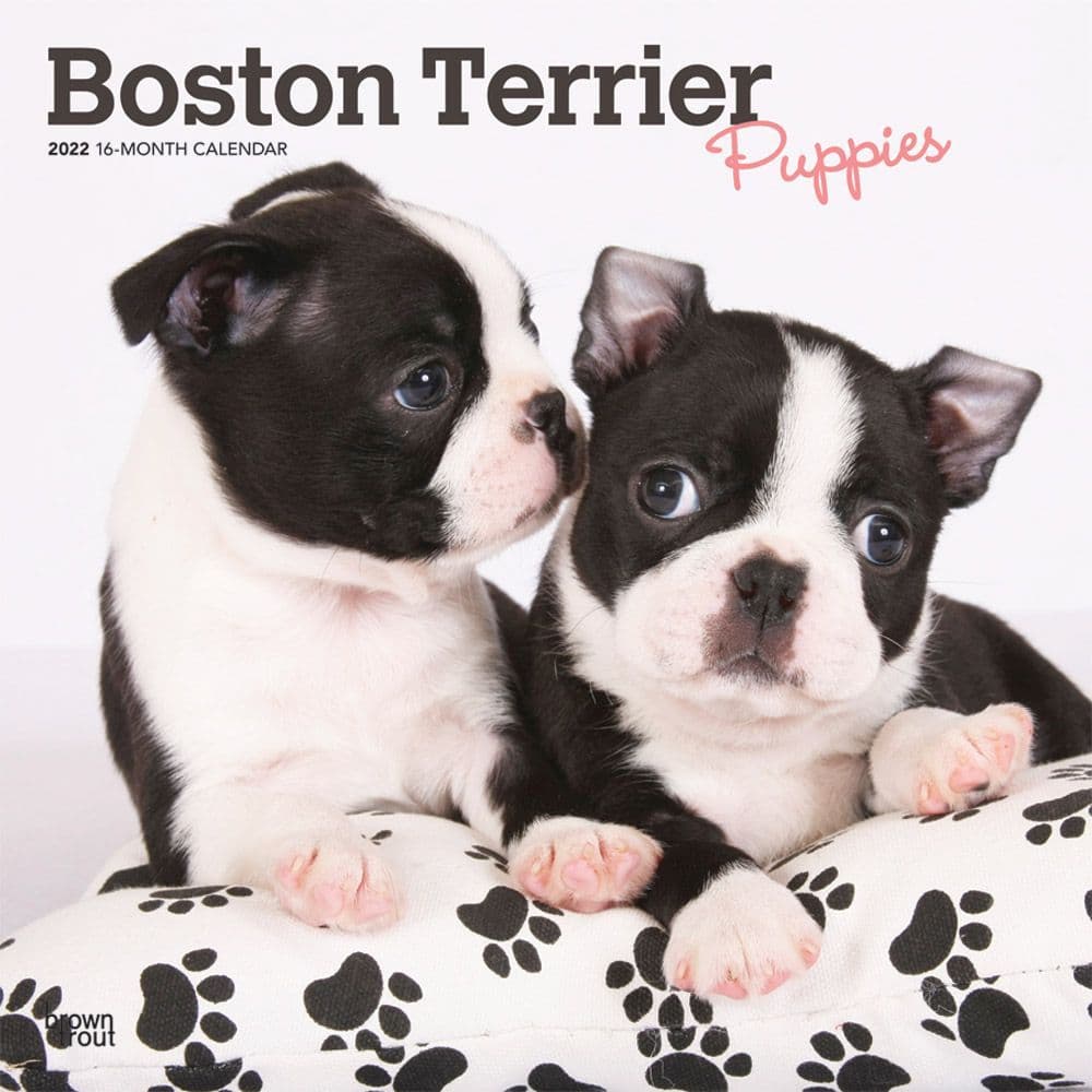 Boston Terrier Puppies 2022 Wall Calendar