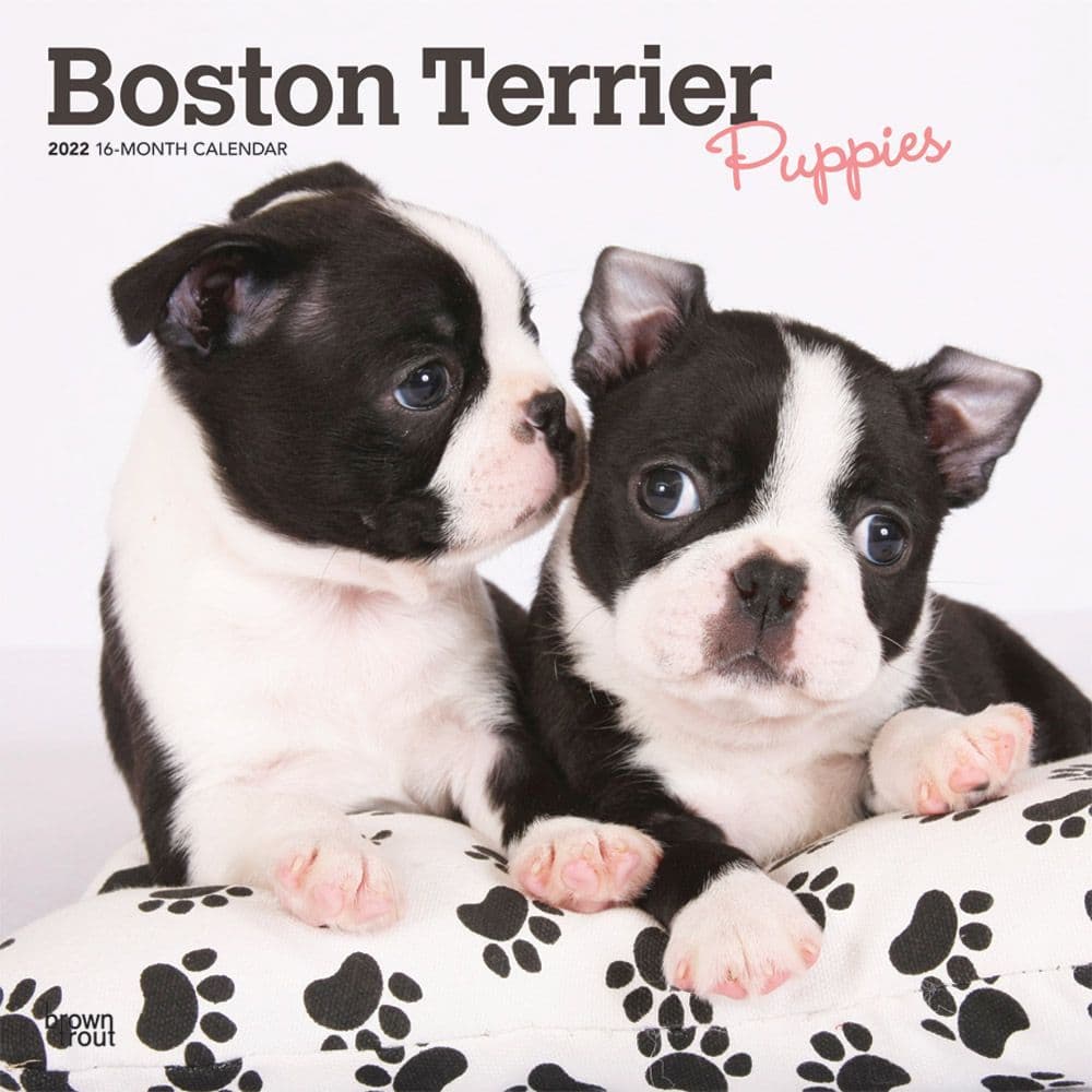 Boston Terriers 2022 Calendar