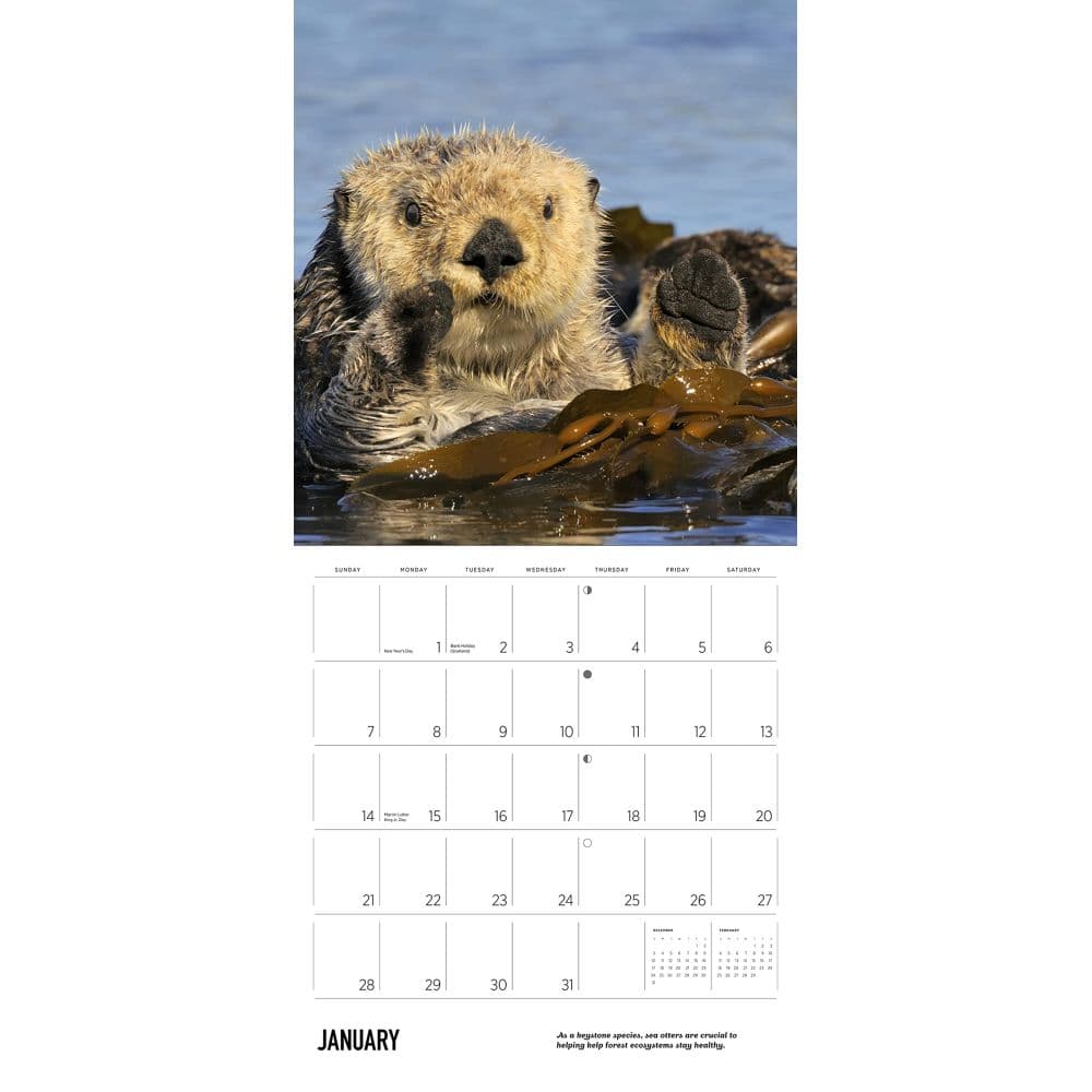 Sea Otters 2024 Wall Calendar