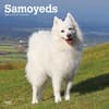 image Samoyeds 2025 Wall Calendar Main Image