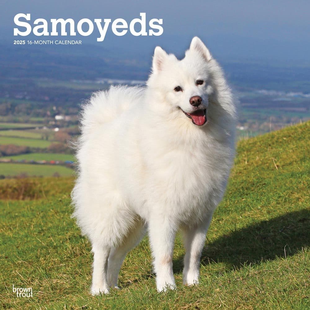 Samoyeds 2025 Wall Calendar
