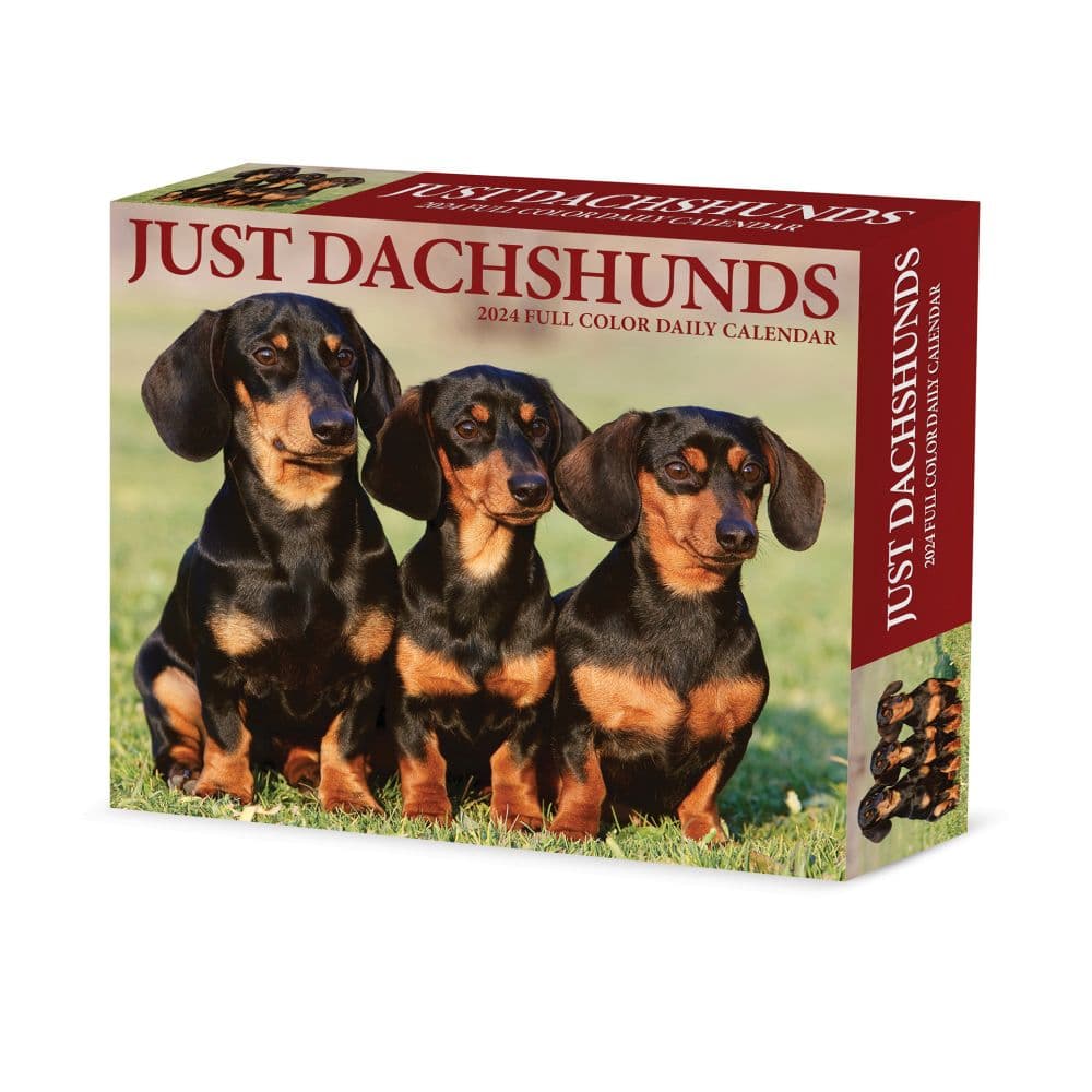 Just Dachshunds 2024 Desk Calendar Calendars Com   4d30b7f2 Fb6f 4150 Af50 A95f73795969