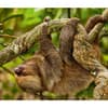 image Sloths WWF 2025 Wall Calendar Third Alternate Image width=&quot;1000&quot; height=&quot;1000&quot;