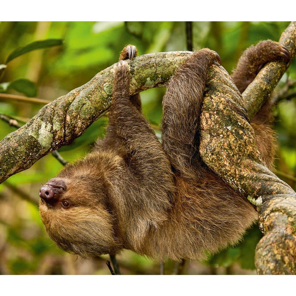 Sloths WWF 2025 Wall Calendar Third Alternate Image width=&quot;1000&quot; height=&quot;1000&quot;